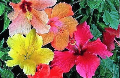 flores