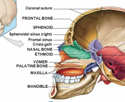 פאזל של Skull - Midsagittal section