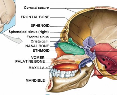 Skull - Midsagittal section jigsaw puzzle