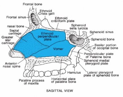 Skull - Midsagittal section 2
