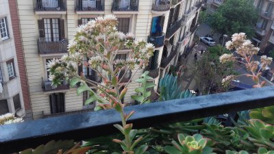 planta_de_mi_balcon