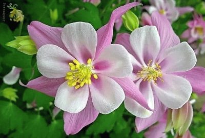 flores