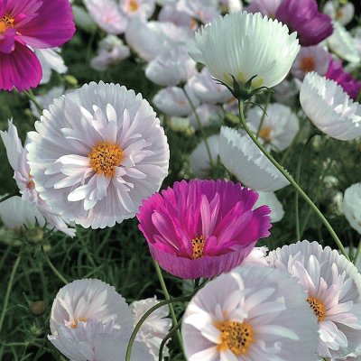 flores