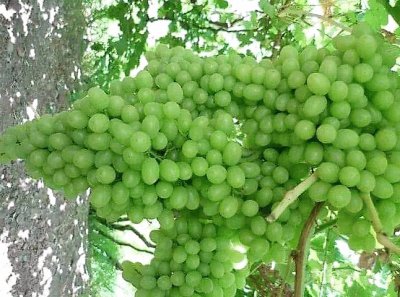 frutas