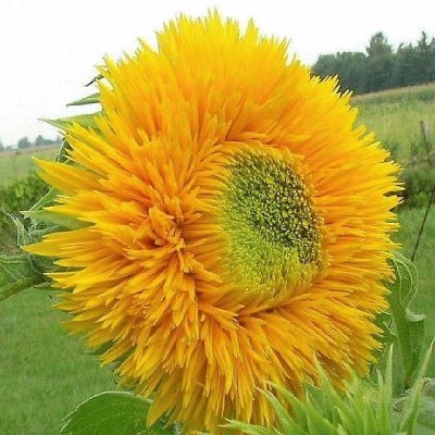 flores