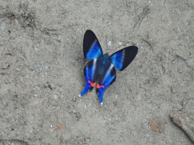 פאזל של MARIPOSA