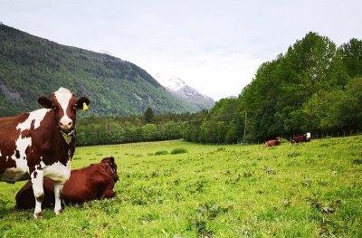Norwegian landscape with cows