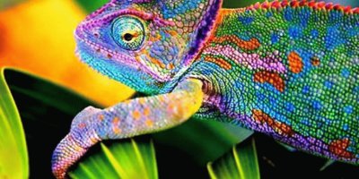 camaleon jigsaw puzzle