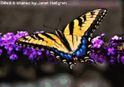 mariposa jigsaw puzzle