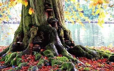 arbol jigsaw puzzle