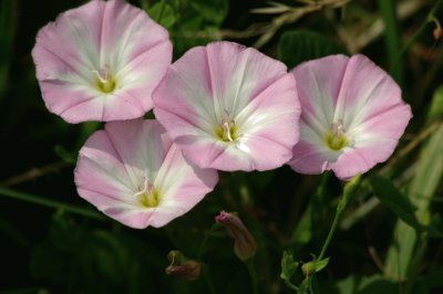 פאזל של bindweed