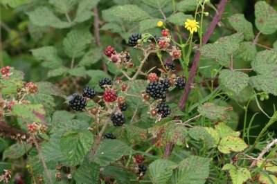 פאזל של blackberries