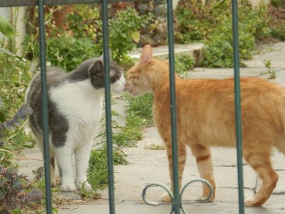 The cats