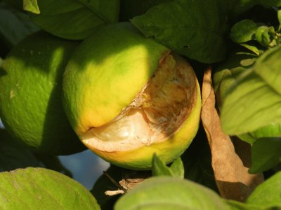 פאזל של Limon