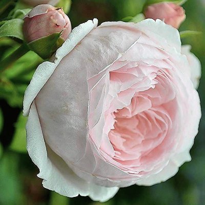 flores