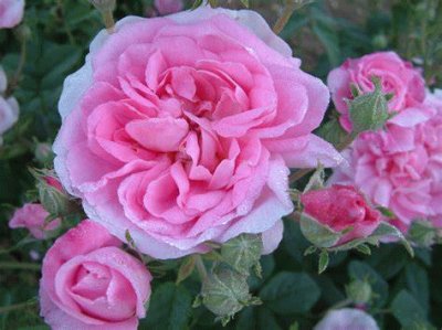 פאזל של rose