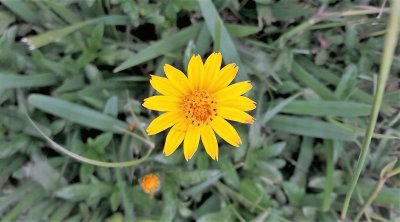 flores