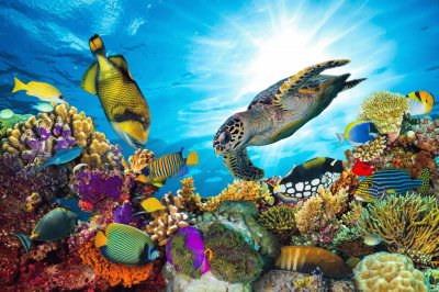 Ocean Life jigsaw puzzle