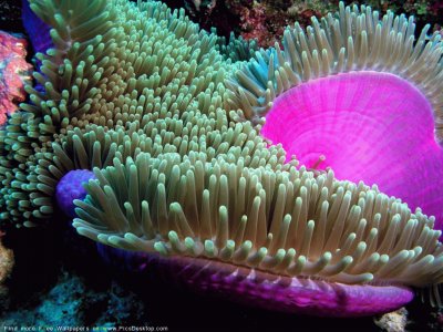 Ocean Life jigsaw puzzle