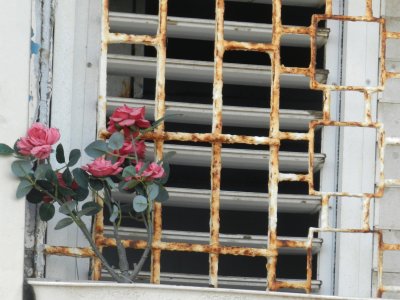Flowers in the window jigsaw puzzle