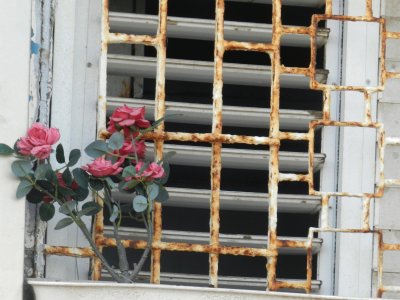 פאזל של Flowers in the window