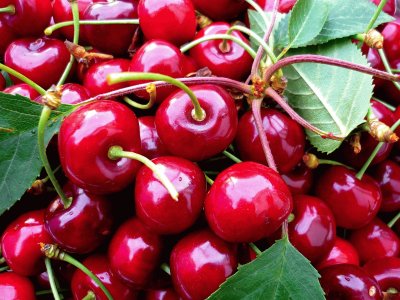 cerises jigsaw puzzle