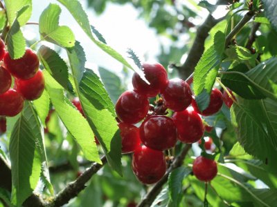 cerises jigsaw puzzle