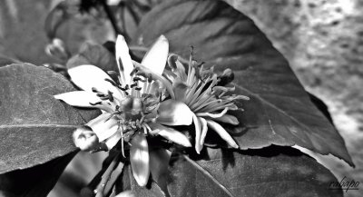 flor en blanco y negro