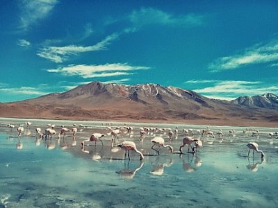 Bolivie des flamands roses