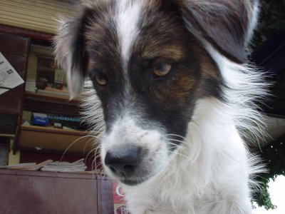 Stray dog in Lesbos, Greece