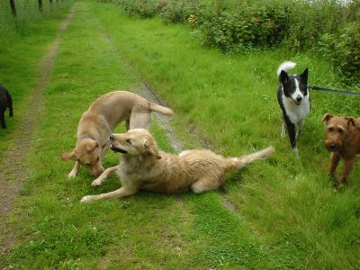 Dogs Playing