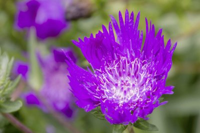 Purple Parasol or Stokes Aster jigsaw puzzle