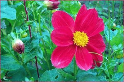 dahlia jigsaw puzzle