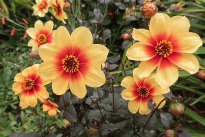 dahlias jigsaw puzzle