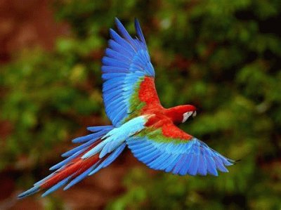 פאזל של perroquet