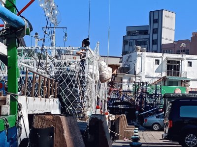 åŸºéš†é‡ŽæŸ³