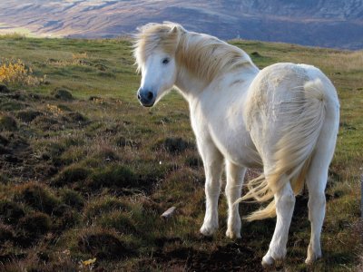 פאזל של Iceland