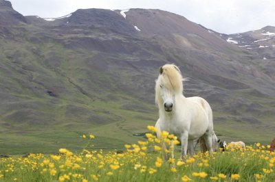 פאזל של Iceland