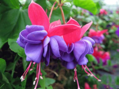 Gorgeous Fuchsia Flower jigsaw puzzle