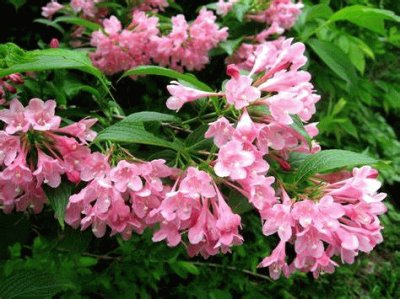 weigelia jigsaw puzzle