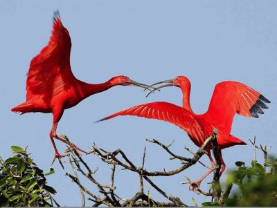 deux ibis rouges jigsaw puzzle