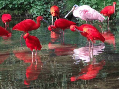 פאזל של ibis rouges
