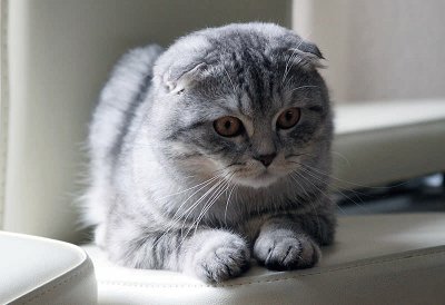 Scottish fold silver