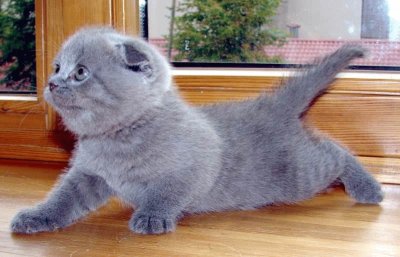 Scottish fold bleu