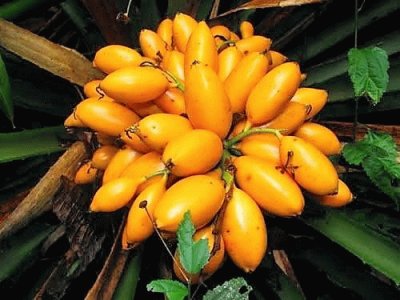 frutas