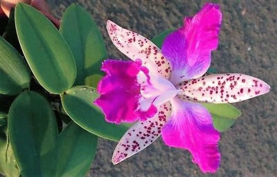 flores