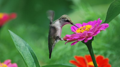 Bird jigsaw puzzle