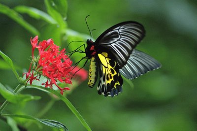 Butterfly jigsaw puzzle