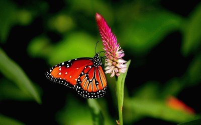 Butterfly jigsaw puzzle