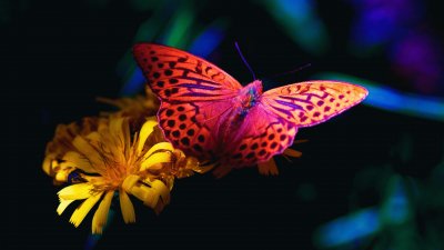 Butterfly jigsaw puzzle